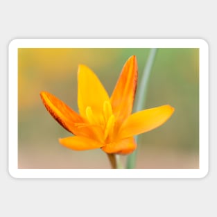 Crocus  &#39;Orange Monarch&#39; Sticker